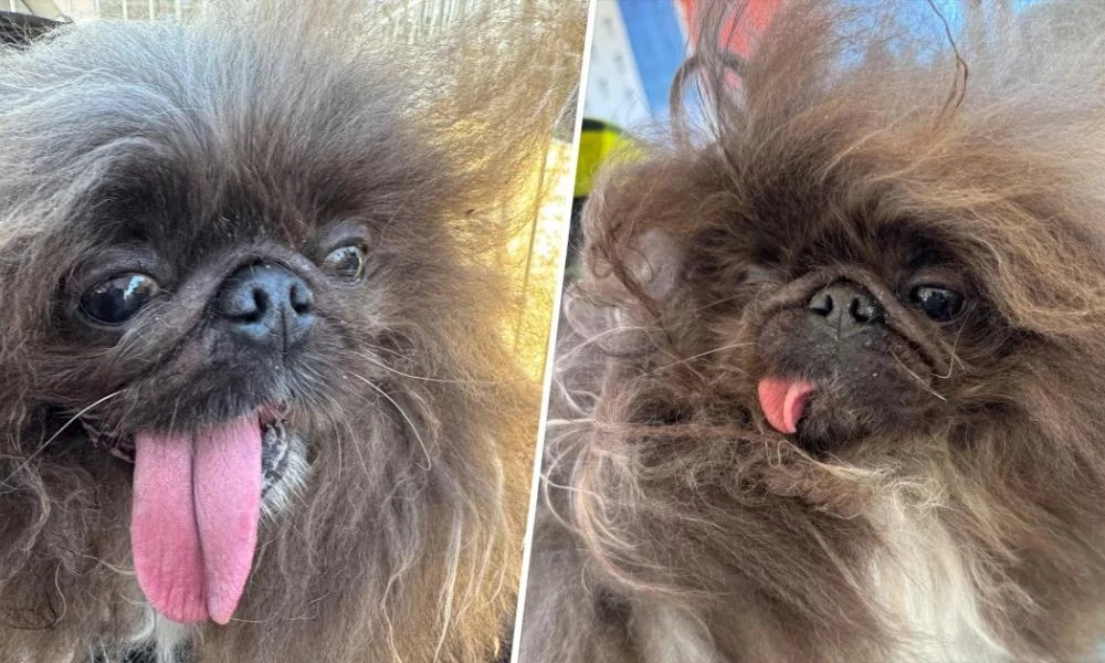 Αυτός είναι ο πιο άσχημος σκύλος του κόσμου (εικόνες)